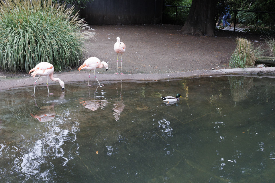 Woodland Park Zoo — photo 36